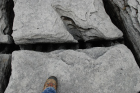 Sheshymore Limestone with classic kharstified exposures of the disolving fracture margins, Grikes, of tabular blocks of limestone pavement, Clints. Widened driven by post glacial disolution (McNamara, & Hennessy, 2010). Variscan folding initiated the fractures (Coller, 1984).